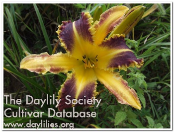 Daylily Brandywine Fang Tooth